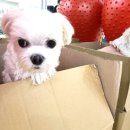 퍼피엔젤스 이미지