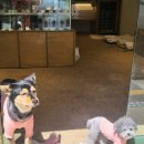 두세네몽 이미지