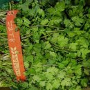 고수(코리앤더- coriander 또는 실란트로 -cilantro) - 향신료 이미지