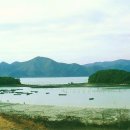 완도 주도 상록수림 이미지