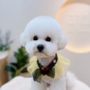 아꼬아 펫 살롱 이미지