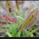 271. 끈끈이주걱 (sundew) 이미지