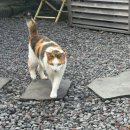 6827 | [제주 함덕 카페] 고양이랑 힐링타임 💜 한옥 감성 카페 ‘보라지붕’ 시그니처 라떼 후기