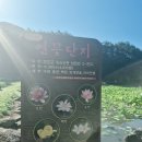 보은전기 - 동작구 성대로25길 6 | 보은 연꽃단지 후기 속리산 여행 중 만난 아름다운 여름 풍경