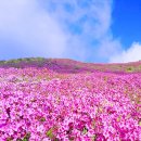 봄에 철쭉으로 물드는 황매산 철쭉 군락지 가는 법 및 숙박, 황매철쭉제