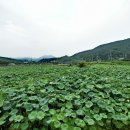 철마중리마을 이미지