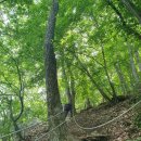 충남아산(망경산)넙치고개~망경산~415m~설화산~빽~외암민속마을11.5km4시간5분 이미지