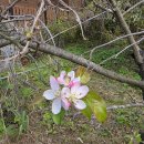 싫어도 11월 (사과꽃이) 이미지