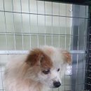 사파동225 이미지