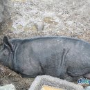 똥돼지 - 강북구 노해로 55 | 똥돼지