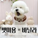바닐라애견미용학원 이미지