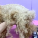 나보다 예쁘개 이미지