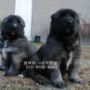 세계명견 감곡켄넬 Daum카페