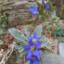 애수농장 이미지