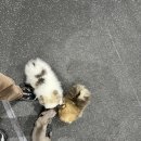 카인드독 이미지