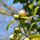 미스동백 이미지