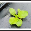 파란들농장 이미지