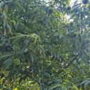 밤나무 방제했어요. 이미지