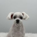 댕그루루 이미지