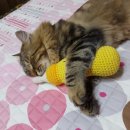 냥이와 양이 이미지