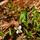 금강제비꽃/ 제비꽃과 이미지