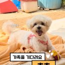 [입양홍보] 츄츄 엄마빠 찾아요🤍💙 이미지
