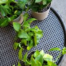 힐링 미니 이미지