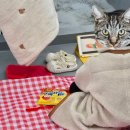 룰루피씨방 | [일상] 이슈가 많았던 한주보고 _ 주간일상