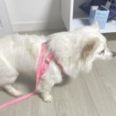 아이조아요양보호소 동탄점 | 아이조아 요양보호소 동탄점 강아지 입양 후기