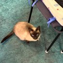 제이에스디자인 | 회기/경희대 "제이에스뷰티" 속눈썹펌 솔직후기