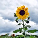 해바라기농장 이미지