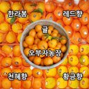 오부자농장 이미지