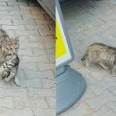 도도 동물병원 이미지