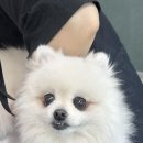 주식회사 별따는영양 | 대구애견미용학원 폼피츠 물개컷 미용 후기, 8살 동안 친구의 매끈보송한 변신!