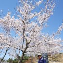 4/7~4/8 진해 장복산 이미지