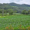 다락골신전마을 이미지