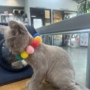 야옹아 놀자 포항점 이미지