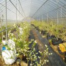 백조농장 이미지