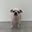 멍멍하개 이미지