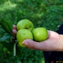 부엔까미노 이미지