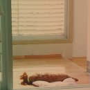 봄날의 강아지 이미지