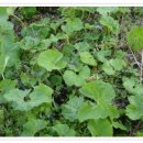 금비농장 이미지