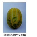 오점열농장 | 참외재배하기, 참외거름주기, 참외순치기, 참외순자르기, 참외병충해, 참외후작, 참외효능,