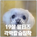 더힐링동물병원 이미지