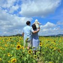 해바라기 이미지