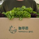 늘푸른채소 - 동구 아양로37길 31 | 늘푸른채소