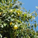 우리 똥강아지 이미지