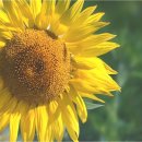 그린운동화 빨래방 이미지