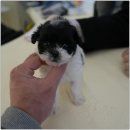 대구강아지분양 퍼피얌 이미지