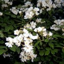 텃밭약국 이미지